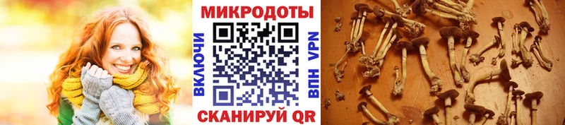 Псилоцибиновые грибы ЛСД  Донской 